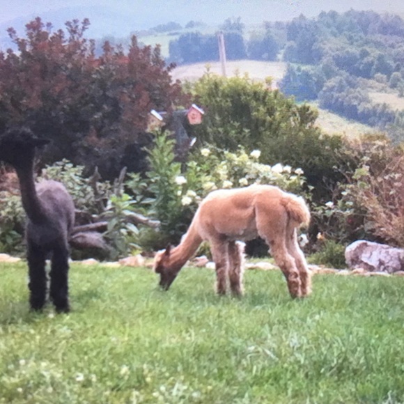 Meet your Posher, Audrey - Picture 13 of 14